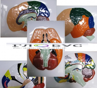 Модель барельефная "Доли, извилины, цитоархитектонические поля головного мозга" (5 планшетов) - «globural.ru» - Чайковский