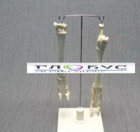 Скелет конечности овцы (передняя и задняя) на подставке - «globural.ru» - Чайковский