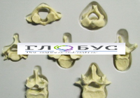 Модель Позвонки человека 7 штук - «globural.ru» - Чайковский