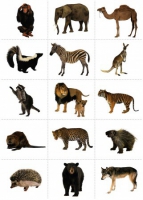 Комплект карточек. Серия наглядных пособий "Запоминай, играй, считай". Дикие животные - «globural.ru» - Чайковский