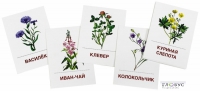 Раздаточные карточки "Цветы полевые" - «globural.ru» - Чайковский