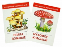 Раздаточные карточки "Грибы съедобные и не съедобные" - «globural.ru» - Чайковский