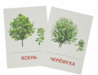 Раздаточные карточки "Деревья и кустарники" - «globural.ru» - Чайковский