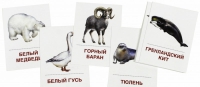 Раздаточные карточки "Животные холодных широт" - «globural.ru» - Чайковский