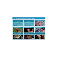 Стенд-планшет светодинамический "Изучение типических патологических процессов в организмах животных" - «globural.ru» - Чайковский