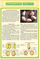 Стенд "Строение семян" - «globural.ru» - Чайковский