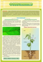 Стенд "Фотосинтез" - «globural.ru» - Чайковский