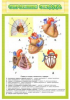 Стенд "Строение сердца" - «globural.ru» - Чайковский