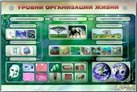 Электрифицированный стенд "Уровни организации жизни" - «globural.ru» - Чайковский