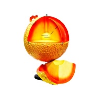 Модель "Строение Солнца" (разборная) - «globural.ru» - Чайковский