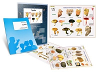 Комплект транспарантов «Грибы» - «globural.ru» - Чайковский