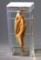 Влажный препарат Внутреннее строение рыбы - «globural.ru» - Чайковский