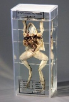 Влажный препарат Внутреннее строение лягушки - «globural.ru» - Чайковский