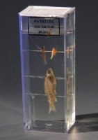 Влажный препарат Развитие костистой рыбы - «globural.ru» - Чайковский