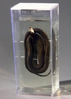 Влажный препарат Уж - «globural.ru» - Чайковский