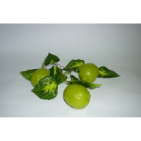Муляж "Ветка лайма" - «globural.ru» - Чайковский