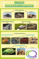 Стенд "Класс пресмыкающиеся" - «globural.ru» - Чайковский