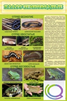 Стенд "Класс земноводные" - «globural.ru» - Чайковский