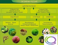 Стенд "Систематика растений" - «globural.ru» - Чайковский