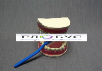 Модель "Уход за зубами" - «globural.ru» - Чайковский