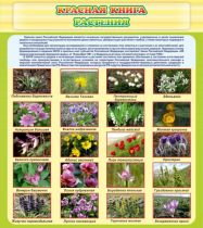 Стенд "Красная книга - растения" - «globural.ru» - Чайковский