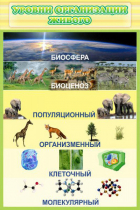 Стенд "Уровни организации живого" - «globural.ru» - Чайковский