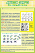 Стенд "Деление клеток митоз, мейоз" - «globural.ru» - Чайковский