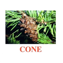 Карточки Домана "Going for a walk-2" ("На прогулке-2") на английском языке - «globural.ru» - Чайковский