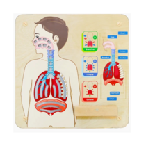 Панель "Дыхательная система" - «globural.ru» - Чайковский