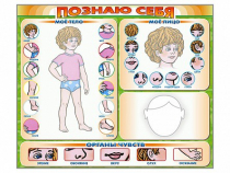 Стенд маркерный "Познаю себя" (тело, голова, органы чувств) - «globural.ru» - Чайковский