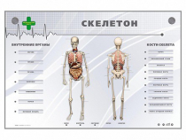 Электрифицированный стенд-тренажер "Скелетон" - «globural.ru» - Чайковский