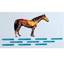 Стенд-планшет светодинамический "Изучение кровеносной системы сельскохозяйственных животных" со сменными панелями - «globural.ru» - Чайковский