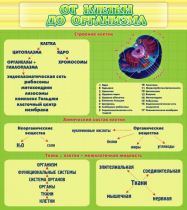 Стенд "От клетки до организма" - «globural.ru» - Чайковский
