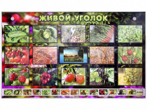 Комплект оборудования "Живой уголок" (растения) с тифлопереводом и сурдокомментариями - «globural.ru» - Чайковский