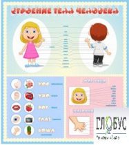 Стенд "Строение человека" для детей - «globural.ru» - Чайковский