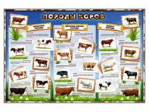 Стенд "Породы коров" - «globural.ru» - Чайковский
