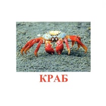 Карточки Домана "Подводный мир" - «globural.ru» - Чайковский