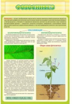 Стенд "Фотосинтез" - «globural.ru» - Чайковский