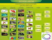 Стенд "Систематика животных" - «globural.ru» - Чайковский