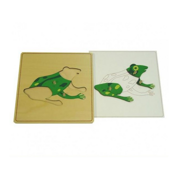 Строение лягушки с контуром - «globural.ru» - Чайковский