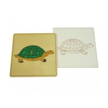 Строение черепахи с контуром - «globural.ru» - Чайковский