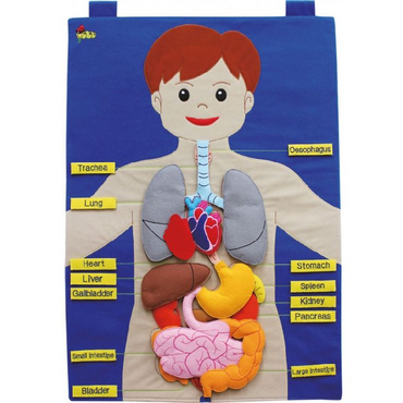 Фланелеграф "Анатомия" - «globural.ru» - Чайковский