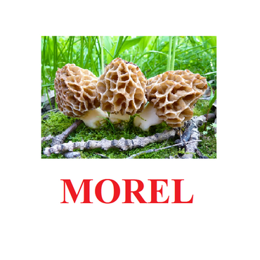 "Mushrooms" ("Грибы") английские карточки Домана - «globural.ru» - Чайковский