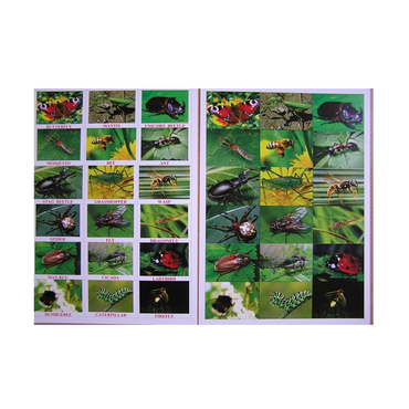 Английское лото "Насекомые" - «globural.ru» - Чайковский