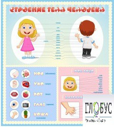 Стенд "Строение человека" для детей - «globural.ru» - Чайковский