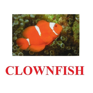 "Fish" ("Рыбы") английские карточки Домана - «globural.ru» - Чайковский