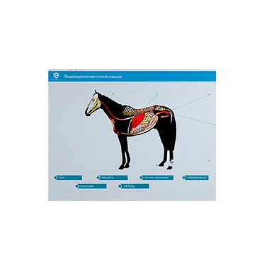 Стенд-планшет светодинамический "Изучение пищеварительной системы сельскохозяйственных животных" со сменными панелями - «globural.ru» - Чайковский