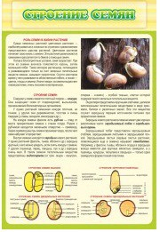 Стенд "Строение семян" - «globural.ru» - Чайковский