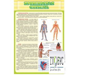 Стенд "Кровеносная система" - «globural.ru» - Чайковский
