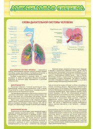 Стенд "Дыхательная система" - «globural.ru» - Чайковский